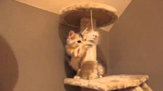 Siberian kitten Kiko @ 14 weeks - Playing with elastic fluffy mouse