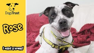 Rose is a friendly girl who needs a home | Dogs Trust Manchester