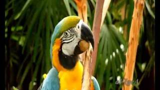 Дует Ритон - Папагал / Duet Riton - Parrot