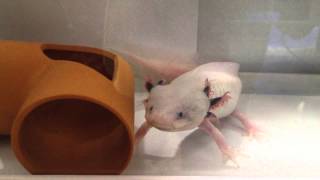 ウーパールーパーAmbystoma mexicanum wooperlooper アホロートル  axolotl メキシコサラマンダー