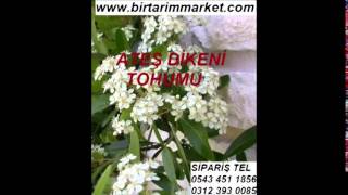 ATEŞ DİKENİ TOHUMU NASIL EKİLİR,ATEŞ DİKENİ TOHUMU FİYATI,ATEŞ DİKENİ TOHUMU FİYATLARI