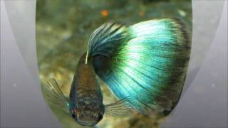 Baby Guppies Born Blue Moscow