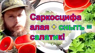 Салат из саркосциф и сныти