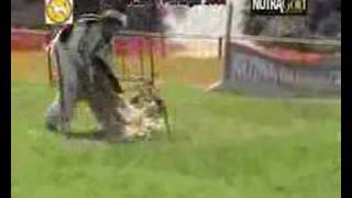 Campeonato do Mundo Mondioring 2006 Portugal - Celso Alves