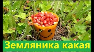 Сбор земляники. Земляника на заросшем поле. Жизнь в деревне.