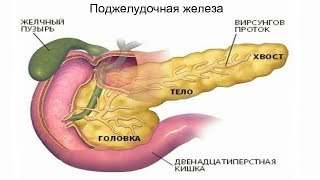 КАК ОЗДОРОВИТЬ ПОДЖЕЛУДОЧНУЮ ЖЕЛЕЗУ