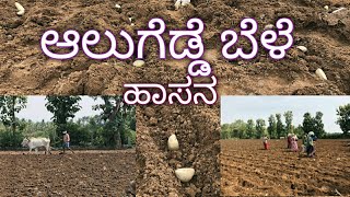 Potato cropping/ ಆಲುಗೆಡ್ಡೆ ಬೆಳೆ ಹಾಸನ