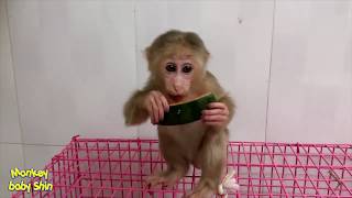 Monkey Baby Shin Ate an Orgasm Watermelon