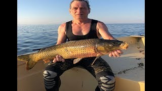 Подводная охота на дальних раскатах на сазана. Усадьба Бороздиновская. Астрахань 14.07.2018