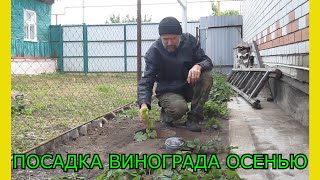 Виноградарство.Когда сажать виноград. Как сажать виноград.Посадка винограда осенью.Секреты посадки
