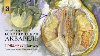 Помело | Онлайн курс «Ботаническая акварель»