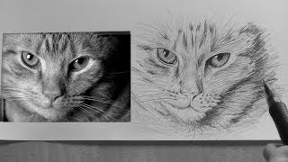 How to draw a Cat -lesson 5 in -realism drawing tips.