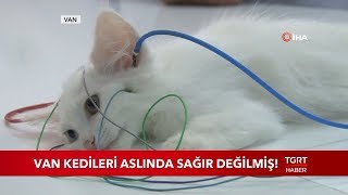 Van Kedileri Aslında Sağır Değilmiş!