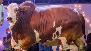 Heavy Bulls Catwalk || Surti Cattle Farm || Bulls Showcase
