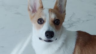 The Welshi Corgi finally reveals her true colors ｜ My Cute Evil dog ♥ Funny dog Video