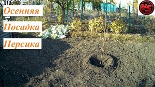 Осенняя Посадка Персиков