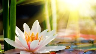 ВЫЛЕЧИТЬ ПОЧКИ И ПОХУДЕТЬ, ВЫПОЛНЯЯ ПО УТРАМ 2 ДАОССКИХ УПРАЖНЕНИЯ