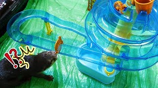 【カワウソ実験】そうめんスライダーをビンゴにやらせてみたら・・(The water slide will make otter bingo so excited)