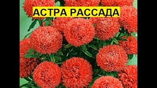 Астра на рассаду! Сажаем в улитку или методом Керимова!