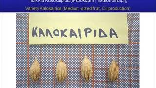 Greek olive varieties (cultivars)_Part 2 - (Ελληνικές ποικιλίες ελιάς: 2)