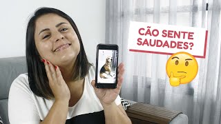 Será que os cães SENTEM SAUDADES dos seus humanos?