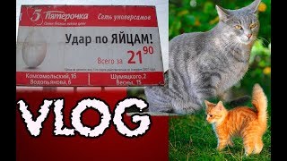 Пятерочка. Обзор покупок. В райцентре. Муська родила.