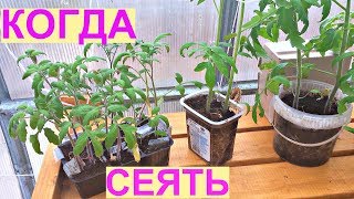 СУПЕР РАННИЙ УРОЖАЙ томатов. Когда сеять на рассаду?