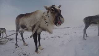 Чукчи кочуют