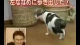 Эксперимент над котом