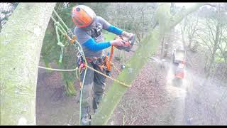 DR STUMP LTD. Dismantle of a mature Beech tree infected with Meripilus Giganteus