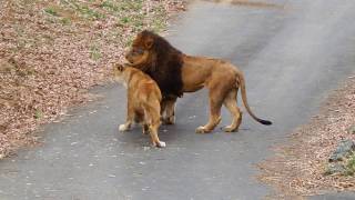 多摩動物公園（ライオン Lion）　恐妻に変身　Transformed into a scary wife