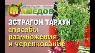 ЭСТРАГОН ТАРХУН - Способы Размножения и Черенкование