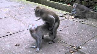 Ubud Monkey sex