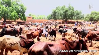 Адха (Курбан) Ассоциации Сальсабиль в Нигере и Египте в 2017 году