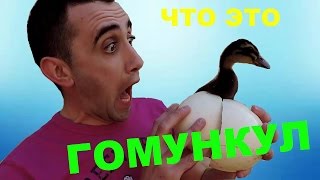 ГОМУНКУЛ ИЗ СТРАУСИНОГО ЯЙЦА[ЧТО ЭТО?]