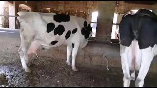 top class Holstein Friesian cow for sale at Sargodha jhawariyan chaak Hayatpur 16_10_2019