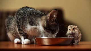 НОВЫЕ ПРИКОЛЫ С КОШКАМИ 2019! Смешные Коты и Собаки. ПРИКОЛЫ С ЖИВОТНЫМИ. #19