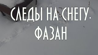 Следы на снегу, читаем следы фазана в центре города