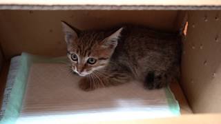 整備中の車から保護された子猫がこんなに大きくなりました！