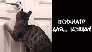 АНЕКДОТ про психолога и кошку!