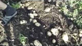 Выращивание семенного картофеля (видео)