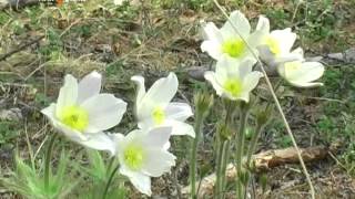 Защищая подснежники, мы защищаем природу Якутии.