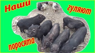 Поросята гуляют в огороде /Деревенская жизнь
