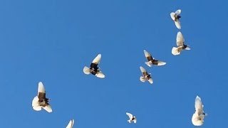 Περιστέρια| Ντουνέκια γούστα απο ολόκληρο κοπάδι !