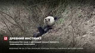 На юго-востоке Китая дикая панда съела домашнюю козу
