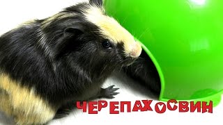 Наши Питомцы! Жорик   Морская Свинка или Черепаха  Жизнь Домашних Животных
