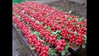 РЕДИС Часть 2 сроки посева семян редиса+работа над ошибками  мой   опыт  !