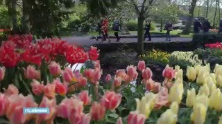 Потрясающее видео Тюльпаны в Кёкенхоф (Голландия)
