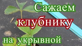 Посадка клубники осенью.