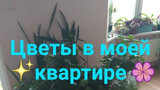 #harizma_ptichka_cv
Цветы в квартире